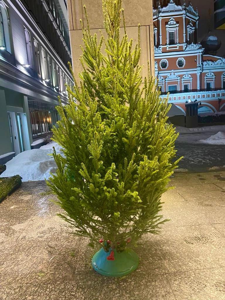 Живая ёлка 1.7 метра